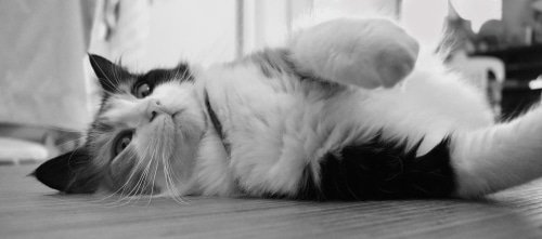 cat